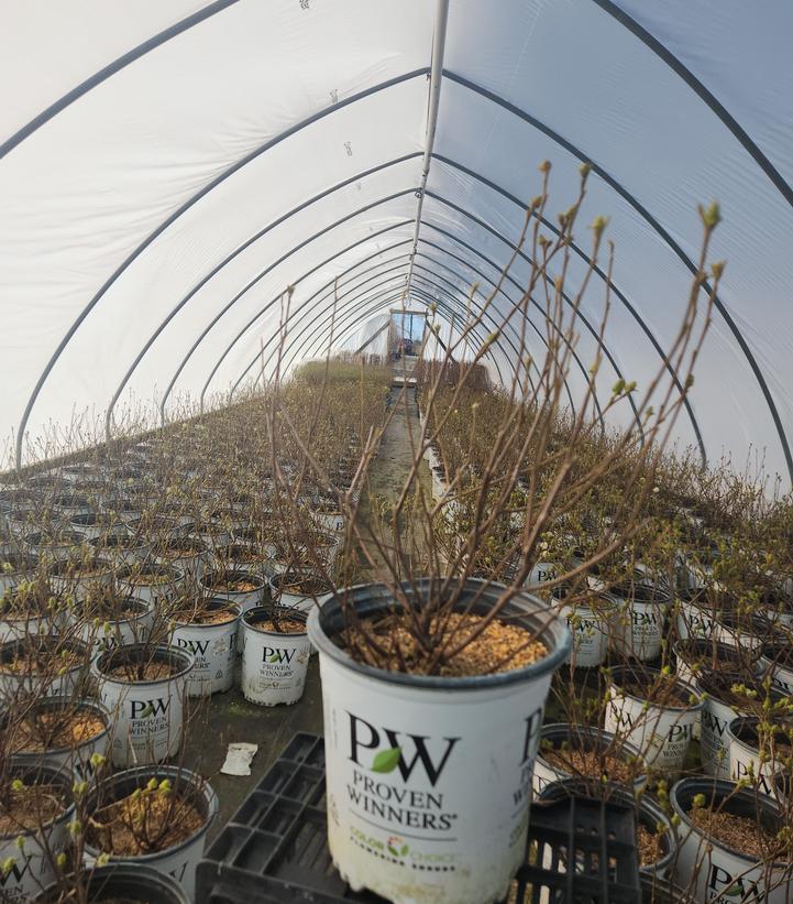 Fothergilla x intermedia Legend Of The Small®