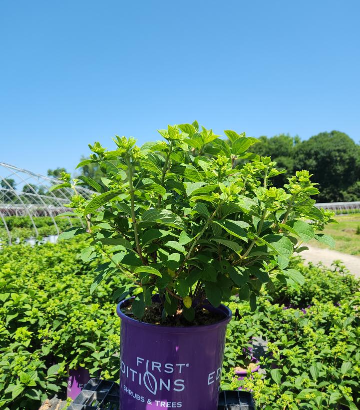 Hydrangea paniculata Little Hottie® Panicle Hydrangea