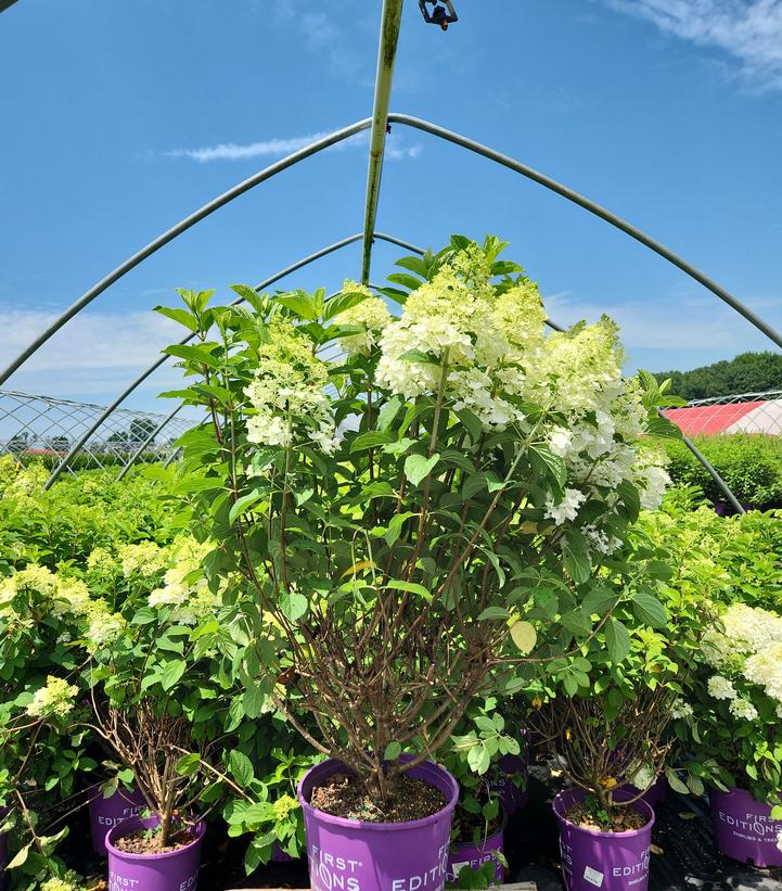 Hydrangea paniculata Little Hottie® Panicle Hydrangea