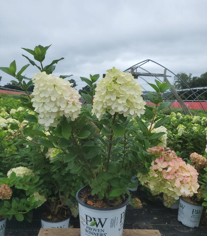 Hydrangea paniculata Little Lime Punch®