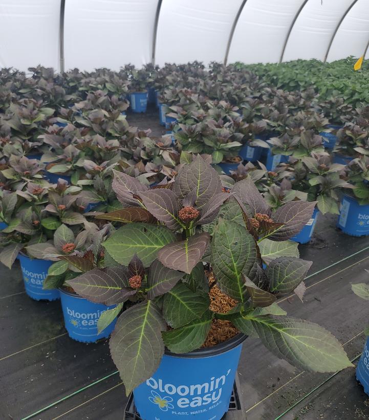 Hydrangea macrophylla 'Kimono'