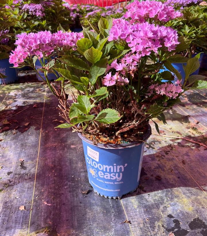 Hydrangea macrophylla Starfield™