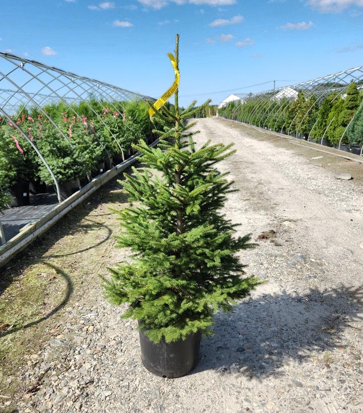 Picea abies