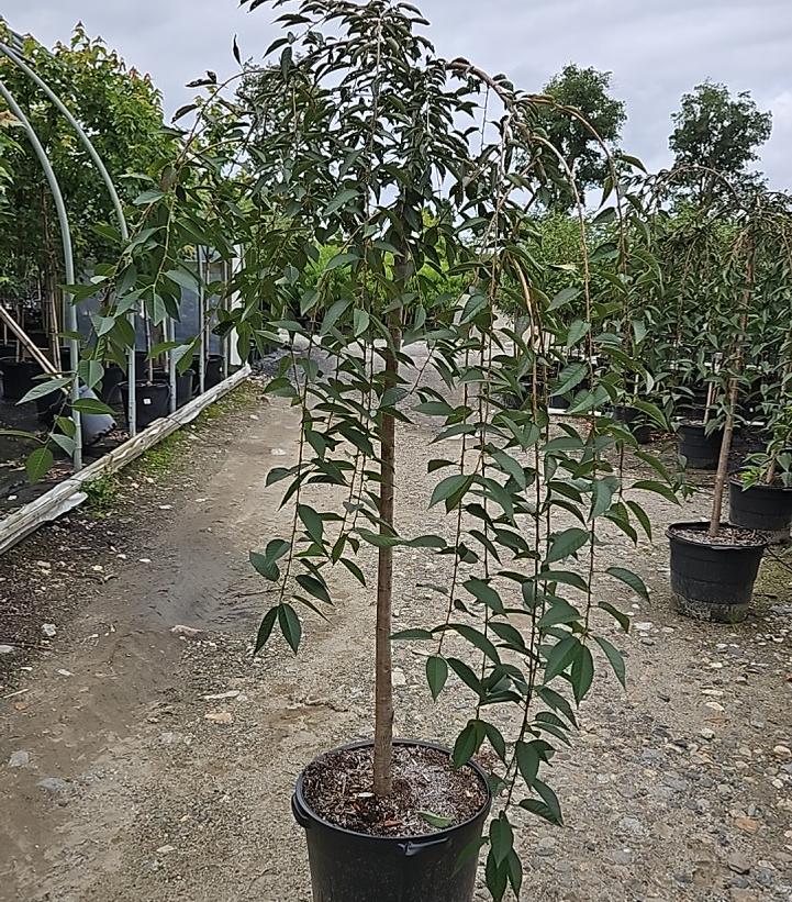 Prunus Pink Cascade®