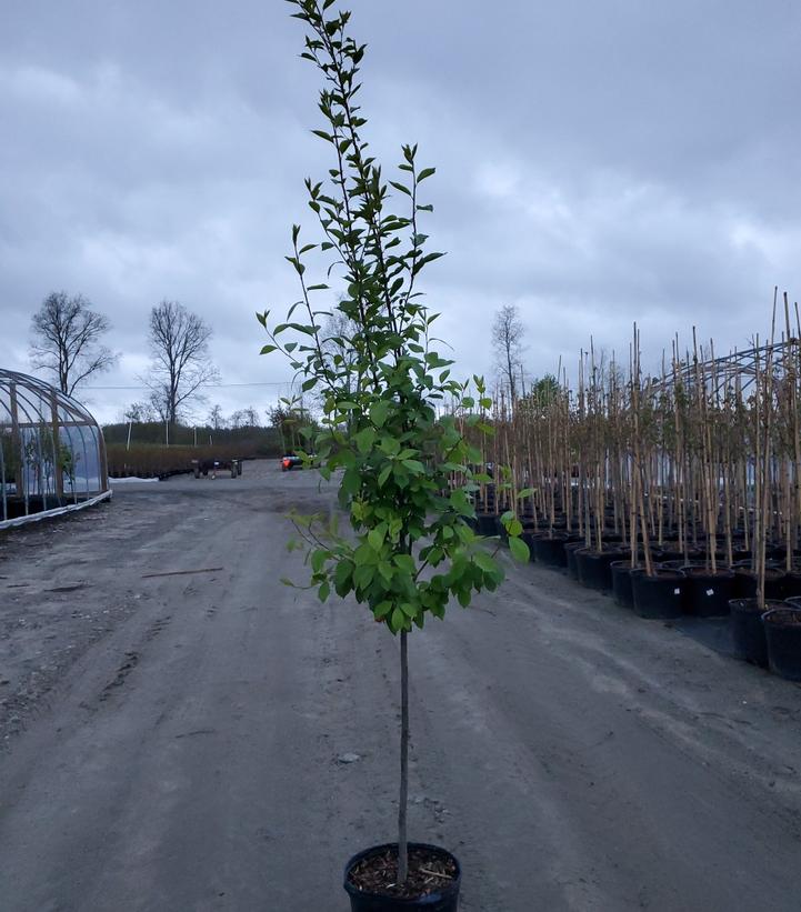 Prunus virginiana 'Canada Red'