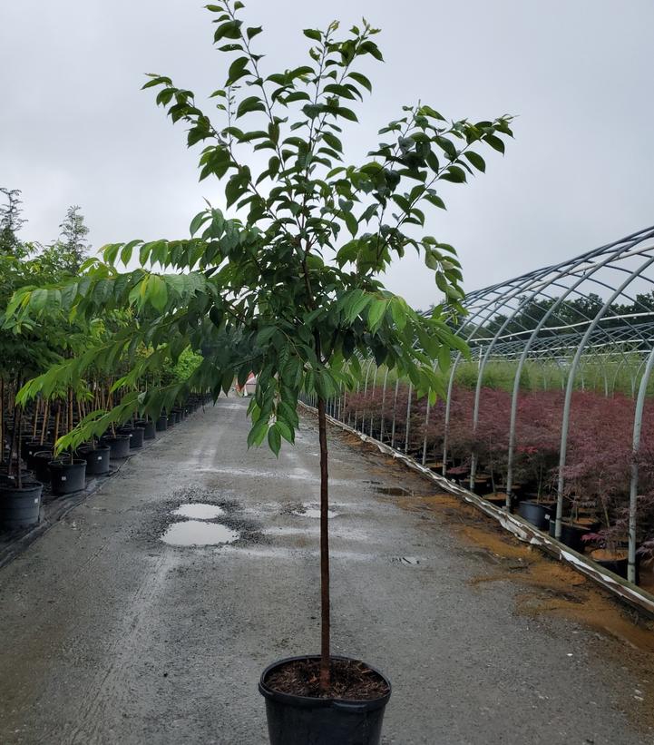 Prunus x yedoensis 