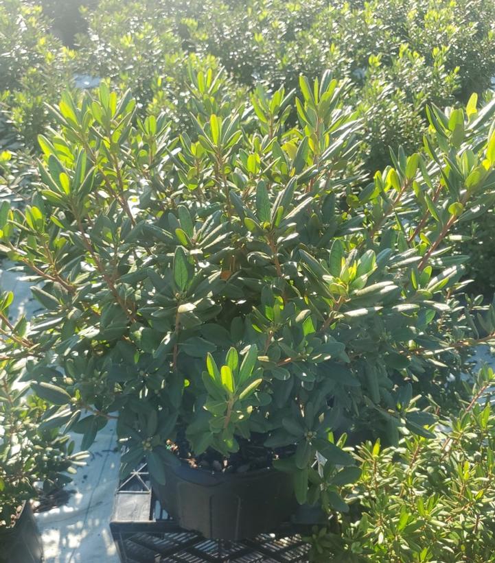 Rhododendron x PJM
