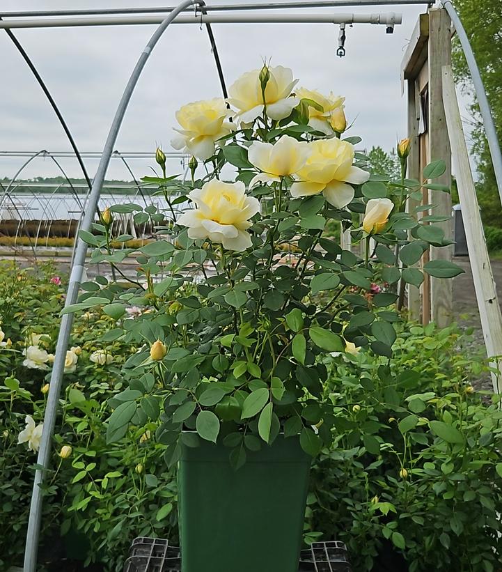 Rosa 'Vanessa Bell'
