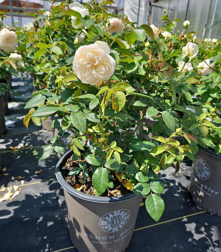 Rosa Bolero™