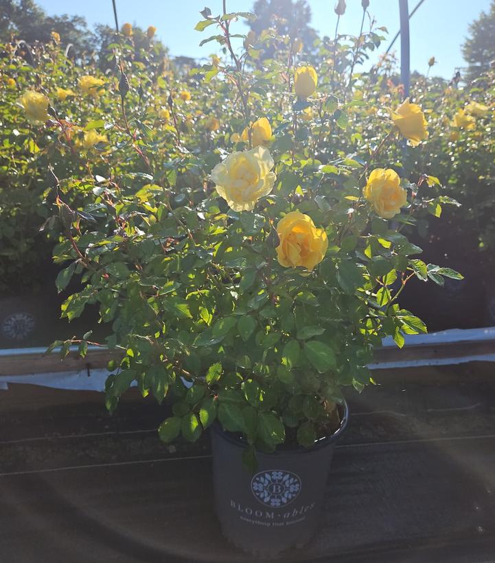Rosa Gilded Sun™