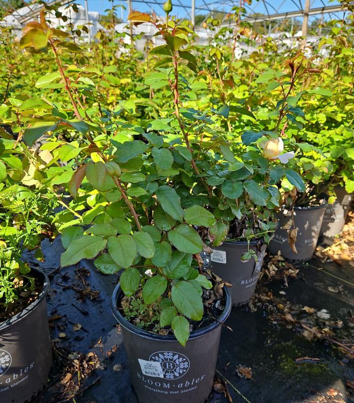 Rosa Romantica® Moonlight