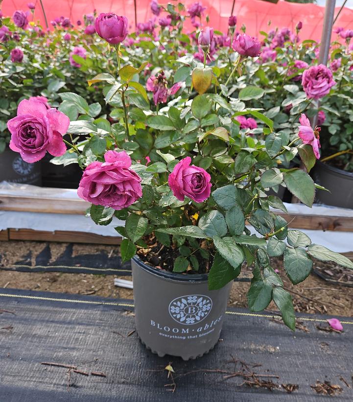 Rosa Plum Perfect Sunbelt®