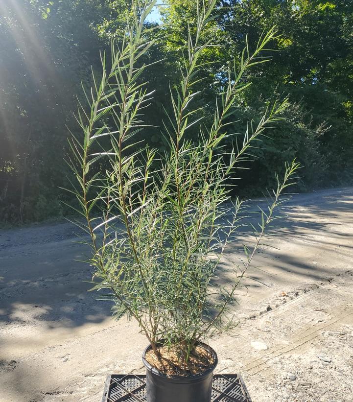 Salix eleagnos 
