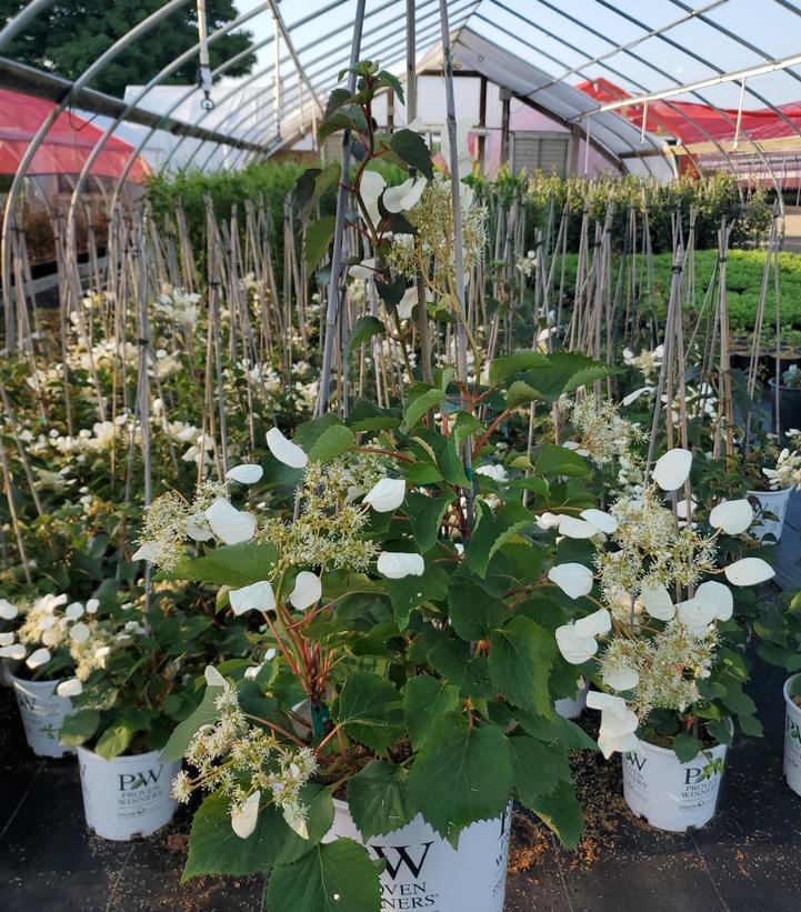Schizophragma hydrangeoides Flirty Girl®
