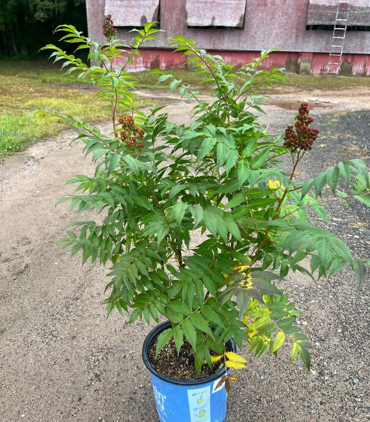 Sorbaria sorbifolia Cherry on Top™
