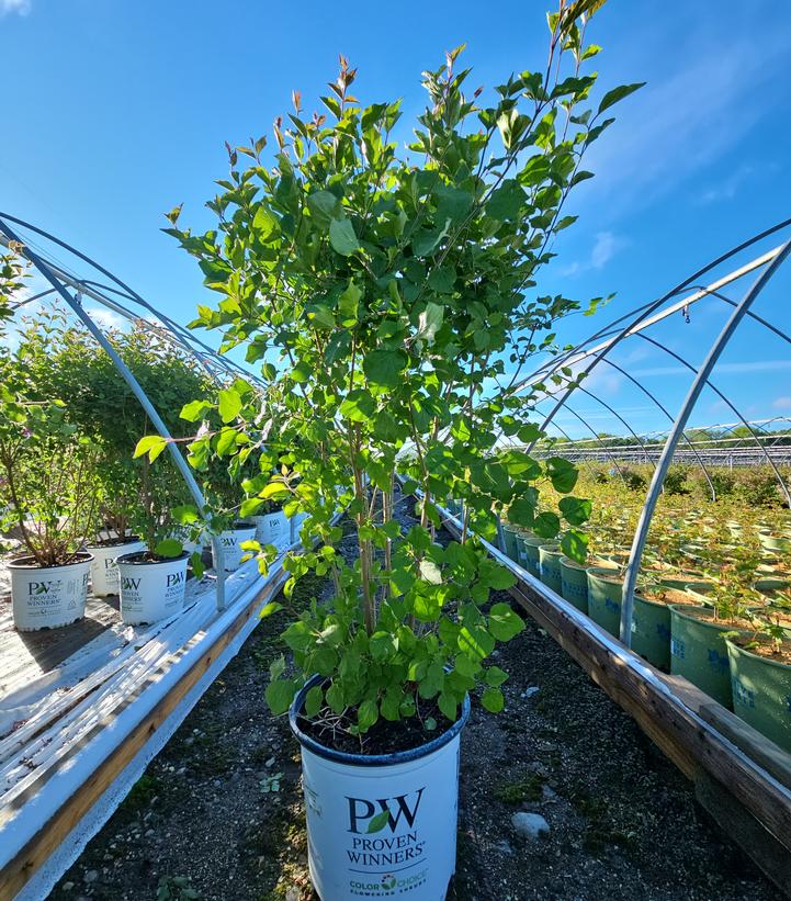 Syringa x Bloomerang® Bloomerang® Dark Purple