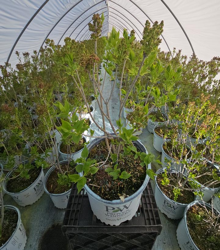 Syringa x hyacinthiflora Scentara Pura®