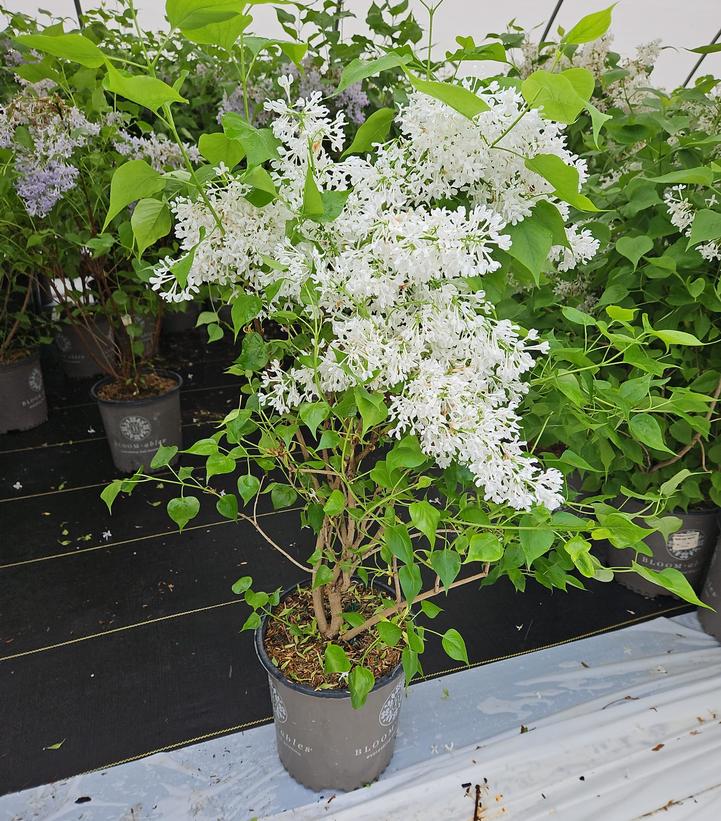 Syringa vulgaris New Age™ White