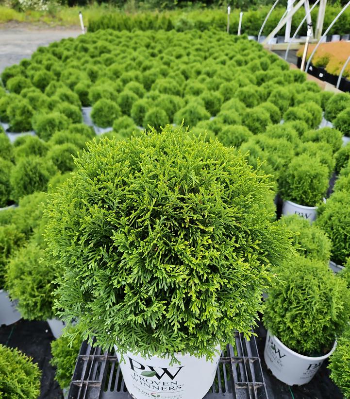 Thuja occidentalis Tater Tot®