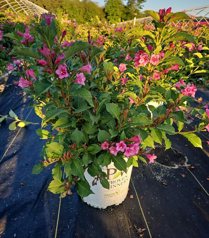 Weigela florida Snippet® Dark Pink