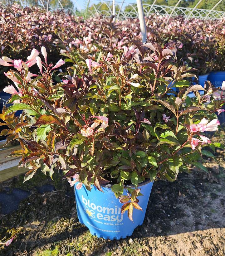 Weigela x Afterglow™