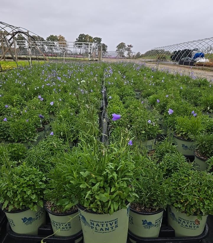 Campanula rotundifolia 