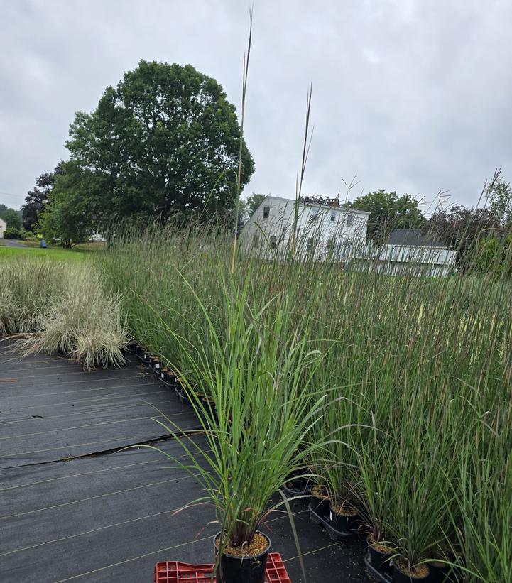 Andropogon gerardii 'Red October'