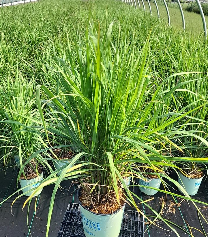 Sorghastrum nutans Golden Sunset®