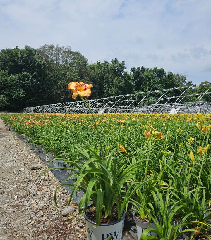 Hemerocallis Rainbow Rhythm® 'King of the Ages'