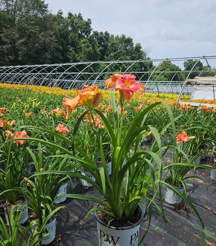 Hemerocallis Rainbow Rhythm® 'Lake of Fire'