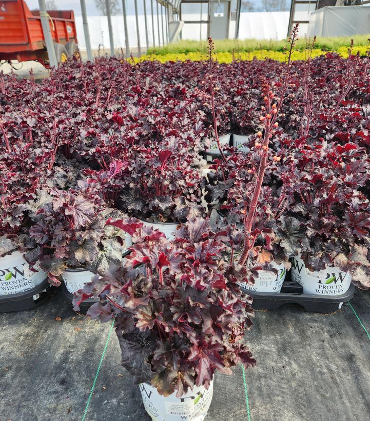 Heuchera hybrid Dressed Up™ 'Evening Gown'
