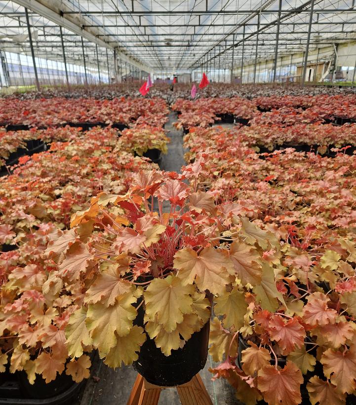 Heuchera 'Ruby Tuesday'