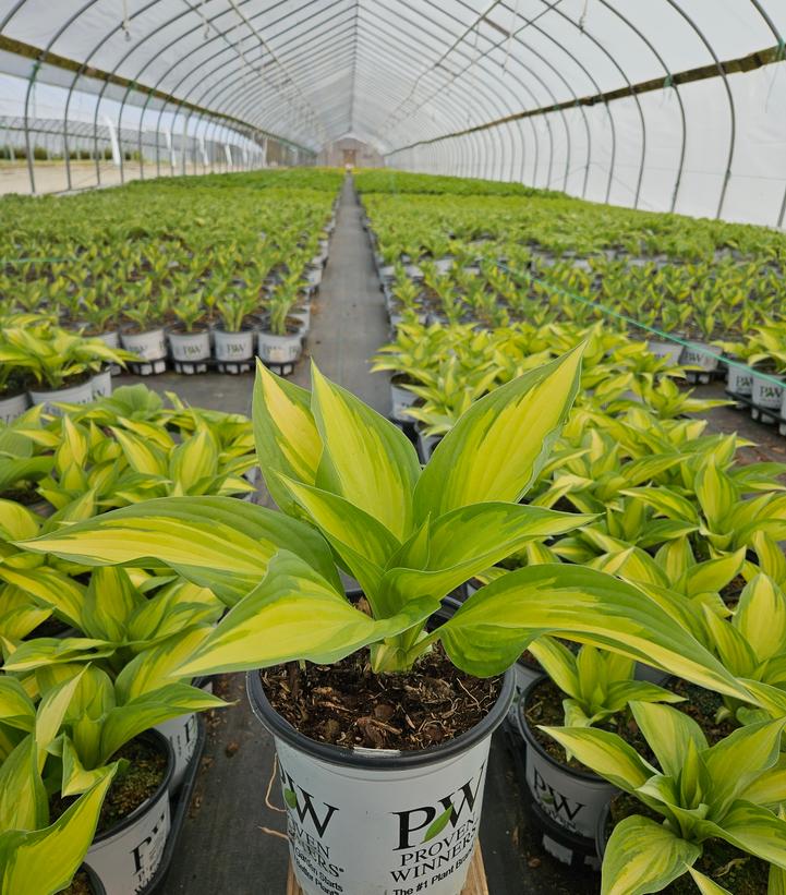 Hosta hybrid Shadowland® 'Miss America'