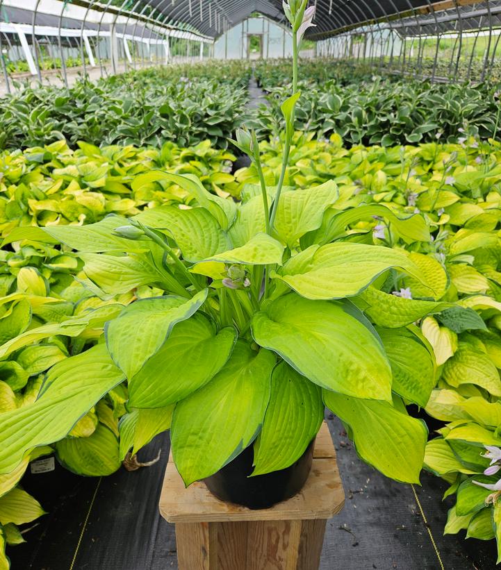 Hosta x 'Gold Standard'