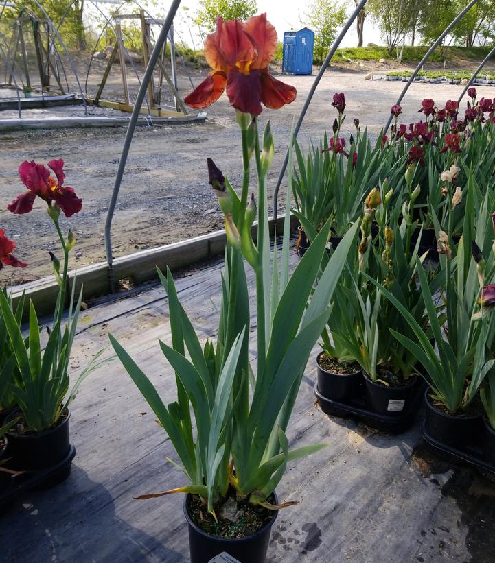Iris germanica 'Bernice's Legacy'