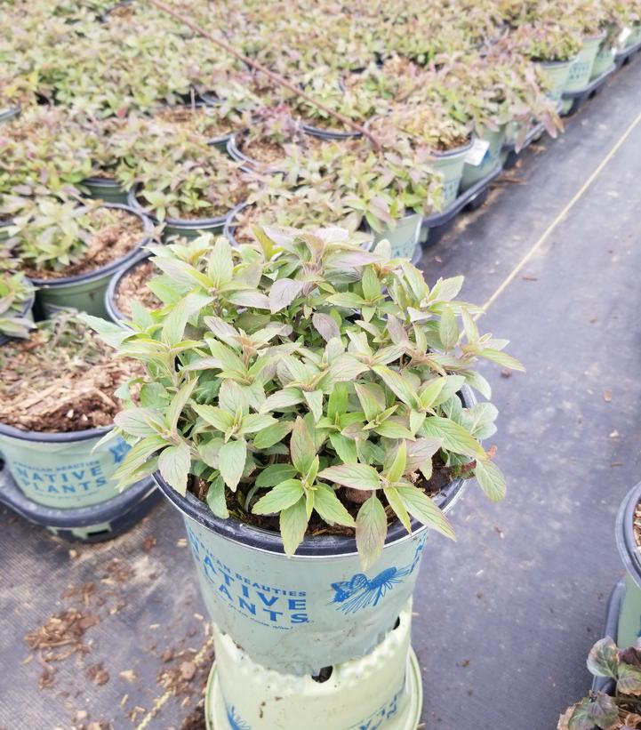 Monarda punctata 'BeeBop'