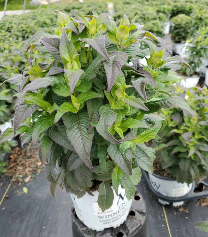 Monarda hybrid `Leading Lady Razzberry`