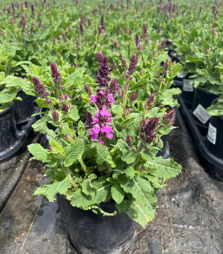 Salvia nemorosa Marvel Series 'Rose Marvel'
