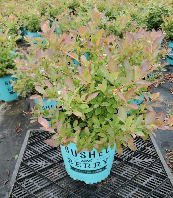 Vaccinium corymbosum Silver Dollar®