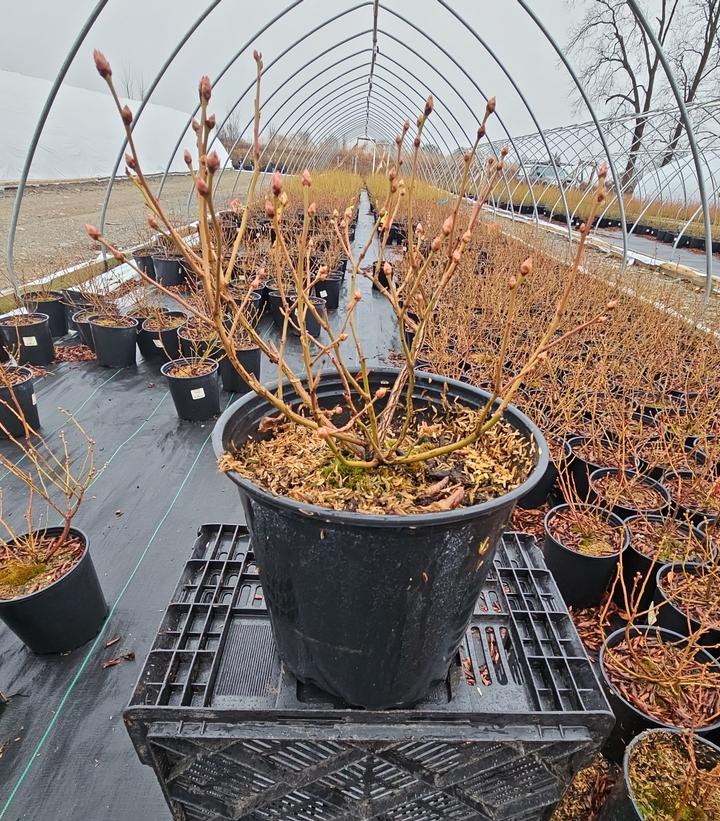 Vaccinium corymbosum 'Chandler'