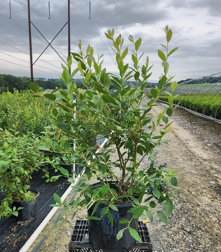 Vaccinium corymbosum 'Chandler'
