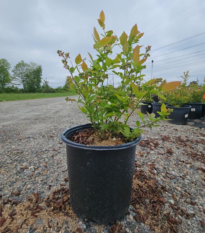 Vaccinium corymbosum 'Polaris'