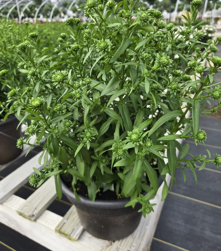 Aster novi-belgii Showmakers® 'Blue Bayou'