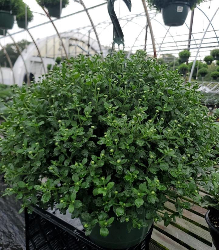 Chrysanthemum Orange