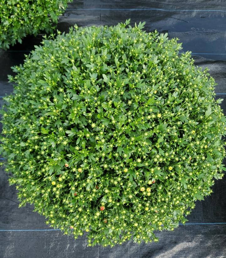 Chrysanthemum Orange