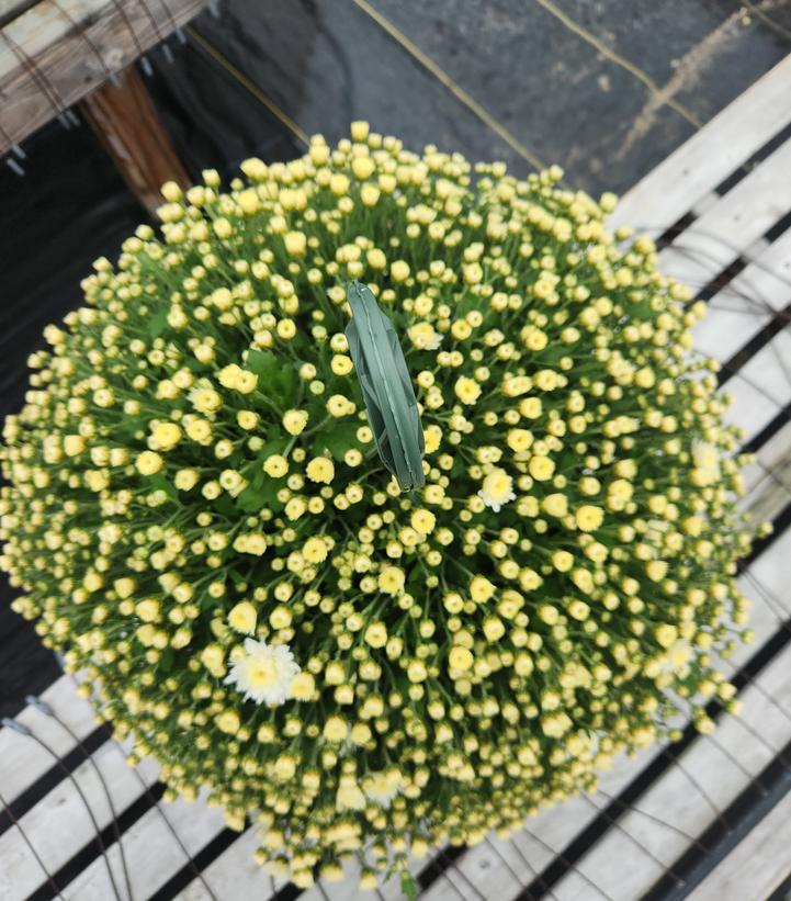Chrysanthemum White