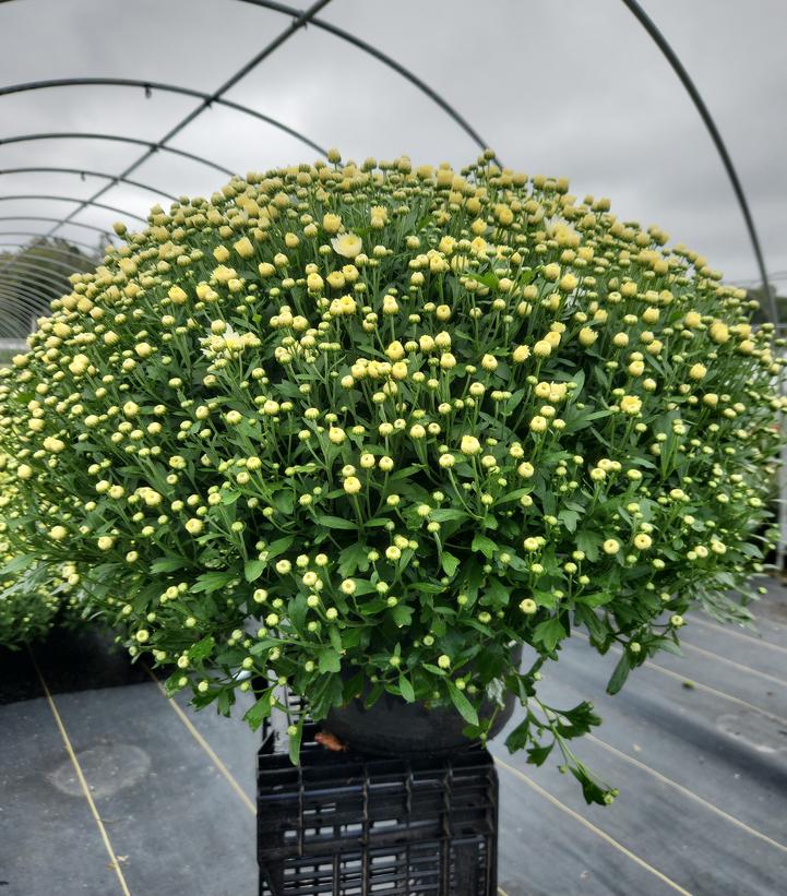 Chrysanthemum White