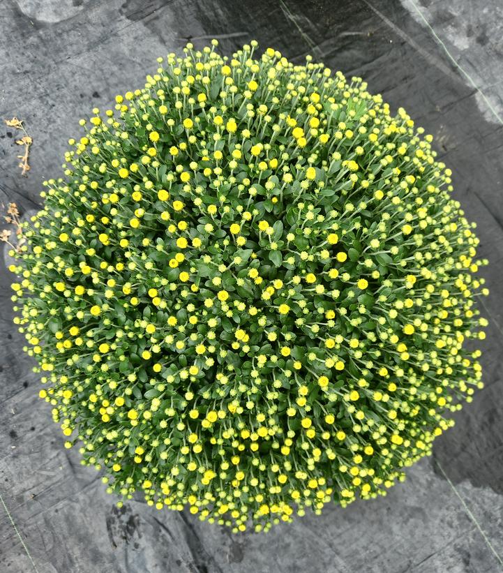Chrysanthemum Yellow
