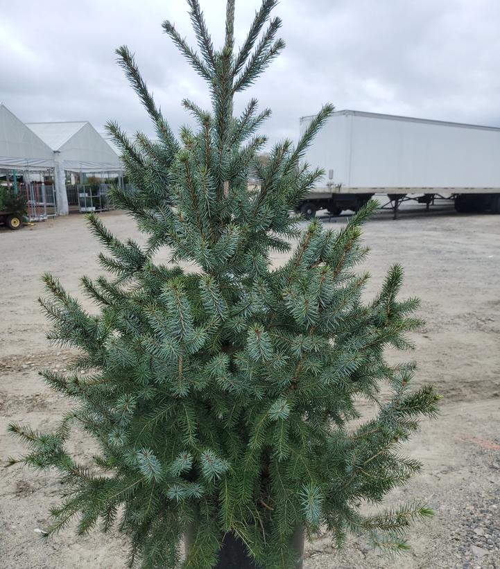 Picea omorika 