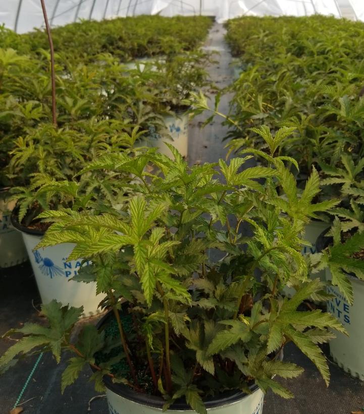 Filipendula rubra 'Venusta'